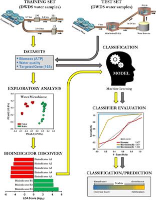 Monitoring of Nitrification in Chloraminated Drinking Water Distribution Systems With Microbiome Bioindicators Using Supervised Machine Learning